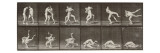 Album sur la décomposition du mouvement : "Animal locomotion"  1872/85 Lutte de deux hommes nus