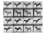 Album sur la décomposition du mouvement : "Animal locomotion"  1872/85:  Ruade de l'âne