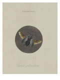 Album Donovan : an epitome of the natural history of insects in China