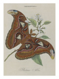 Album Donovan : an epitome of the natural history of insects in China