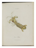 Album Donovan : an epitome of the natural history of insects in China