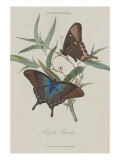 Album Donovan : an epitome of the natural history of insects in China