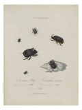 Album Donovan : an epitome of the natural history of insects in China