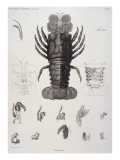 Description de l'Egypte : Zoologie  crustacé : homard