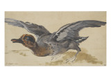 Canard prenant son vol