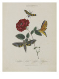 Album Donovan : an epitome of the natural history of insects in China
