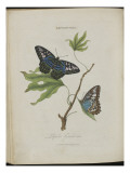 Album Donovan : an epitome of the natural history of insects in China