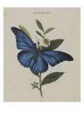 Album Donovan : an epitome of the natural history of insects in China