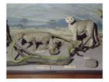 Diorama du Kilimandjaro