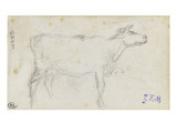 Vache  tournvers la droite