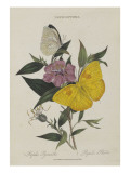 Album Donovan : an epitome of the natural history of insects in China
