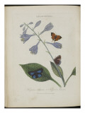 Album Donovan : an epitome of the natural history of insects in China