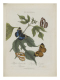 Album Donovan : an epitome of the natural history of insects in China