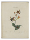 Album Donovan : an epitome of the natural history of insects in China