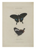 Album Donovan : an epitome of the natural history of insects in China