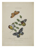 Album Donovan : an epitome of the natural history of insects in China