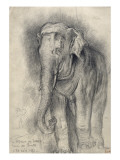 Eléphant sur le vif