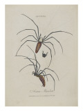 Album Donovan : an epitome of the natural history of insects in China
