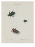 Album Donovan : an epitome of the natural history of insects in China