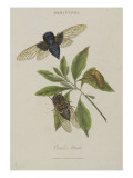 Album Donovan : an epitome of the natural history of insects in China