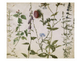 Huit études de fleurs des champs