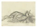 Cerf couché