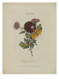 Album Donovan : an epitome of the natural history of insects in China