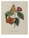 Album Donovan : an epitome of the natural history of insects in China