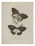 Album Donovan : an epitome of the natural history of insects in China