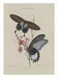 Album Donovan : an epitome of the natural history of insects in China