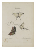 Album Donovan : an epitome of the natural history of insects in China