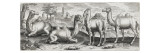 Couple de chameau et dromadaire