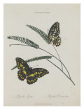 Album Donovan : an epitome of the natural history of insects in China