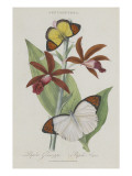 Album Donovan : an epitome of the natural history of insects in China