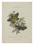 Album Donovan : an epitome of the natural history of insects in China