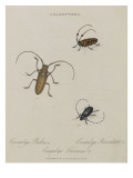 Album Donovan : an epitome of the natural history of insects in China