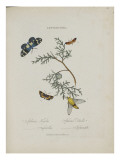 Album Donovan : an epitome of the natural history of insects in China