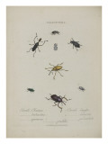 Album Donovan : an epitome of the natural history of insects in China
