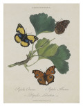 Album Donovan : an epitome of the natural history of insects in China