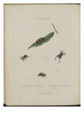 Album Donovan : an epitome of the natural history of insects in China