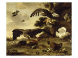Aigles attaquant des poules