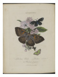 Album Donovan : an epitome of the natural history of insects in China