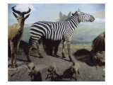Diorama du Kilimandjaro