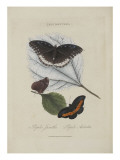 Album Donovan : an epitome of the natural history of insects in China