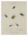 Album Donovan : an epitome of the natural history of insects in China