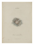 Album Donovan : an epitome of the natural history of insects in China