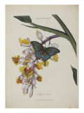 Album Donovan : an epitome of the natural history of insects in China