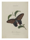 Album Donovan : an epitome of the natural history of insects in China