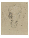 Tête d'éléphant