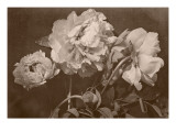 Quatre pivoines